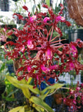 Huge Schomburgkia Lueddemannii Live Orchid House Plant Blooming Size Rare Orchids
