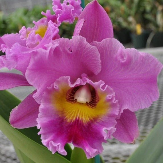 Pink live orchid flower with ruffled petals and yellow-red center