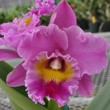 Live Orchid Plant --Live orchid plantÑRlc. Sayoko 'Volcano Queen' Orchids
