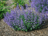 Live Junior Walkers Low CATMINT Plant / NEPETA _ Faassenii - [Pint Pot] Garden Plants
