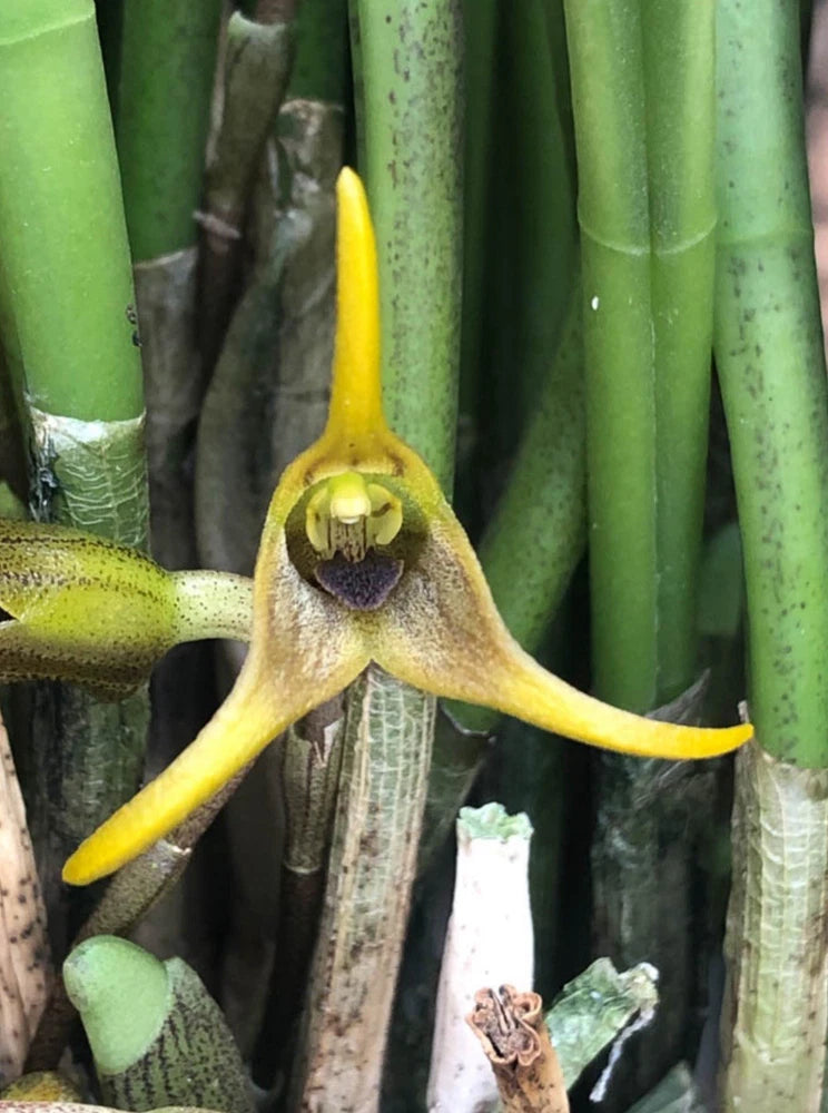 Masdevallia rigens Orchids