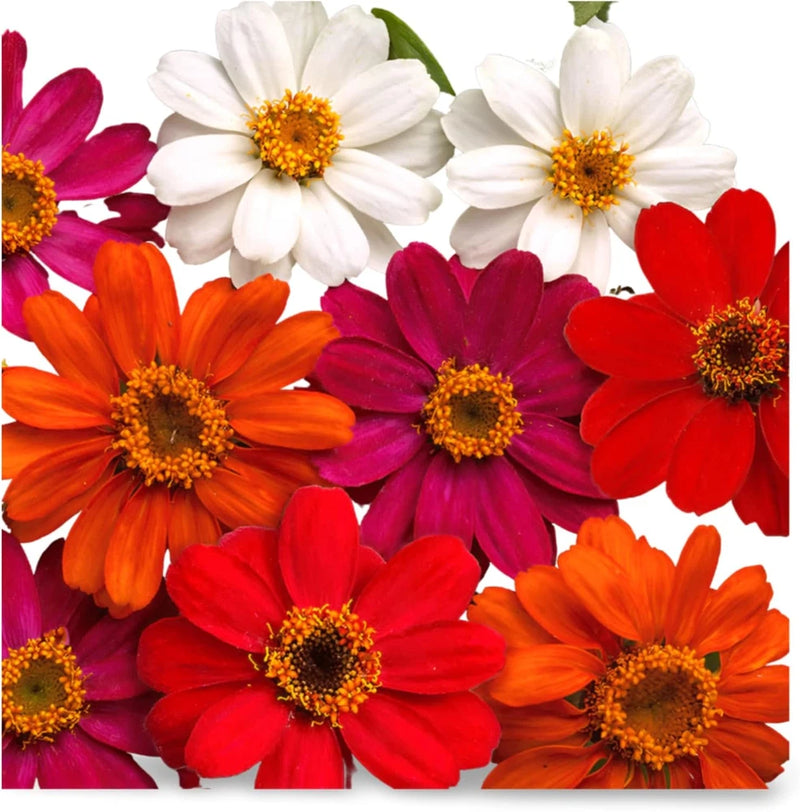 Zinnia Flower Planting Seeds, Easy to Grow, Perfect for Spring Garden, Profusion Garden Plants