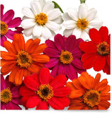 Zinnia Flower Planting Seeds, Easy to Grow, Perfect for Spring Garden, Profusion Garden Plants