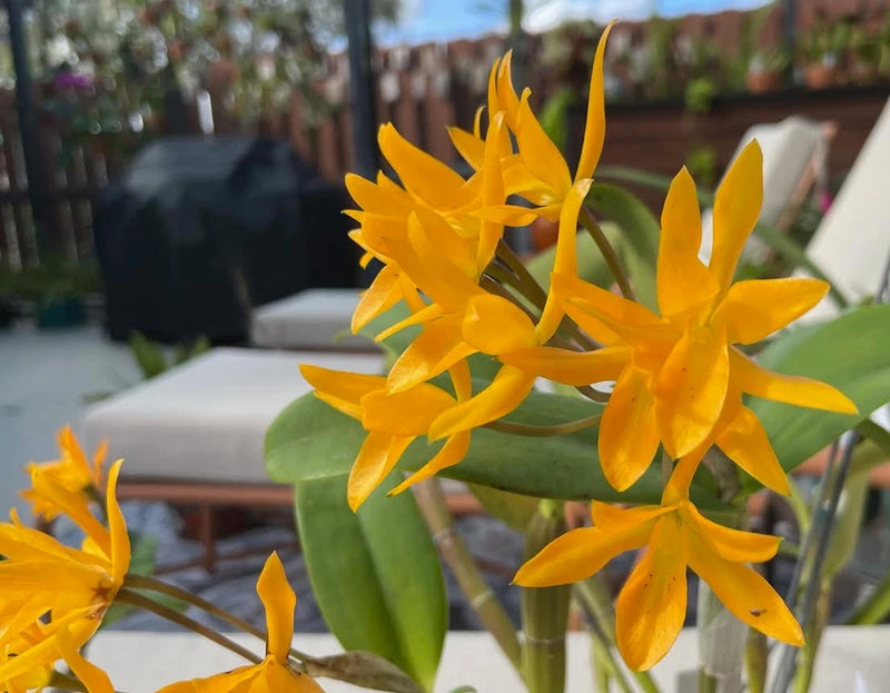 Just-flowered species orchid with yellow-orange star flowers and green leaves