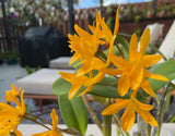Just-flowered species orchid with yellow-orange star flowers and green leaves