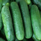 POINSETT 76 CUCUMBER SEEDS 50+ Vegetable GARDEN pickling SLICING FREE SHIPPING Garden Plants