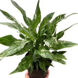 Variegated Peace Lily Domino ¥ Spathiphyllum ¥ White Splashed Leaves ¥ 6" Pot Green Plant