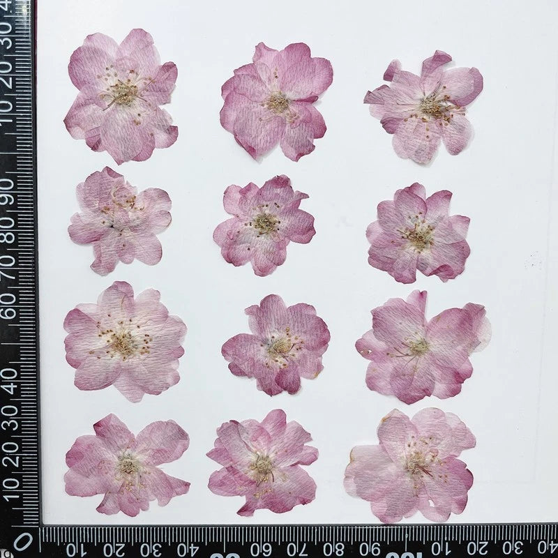 Set of 12 pressed dried cherry blossom flowers, pink and light mauve, flat petals