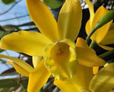 Yellow orchid bloom with curved petals and a central lip detail