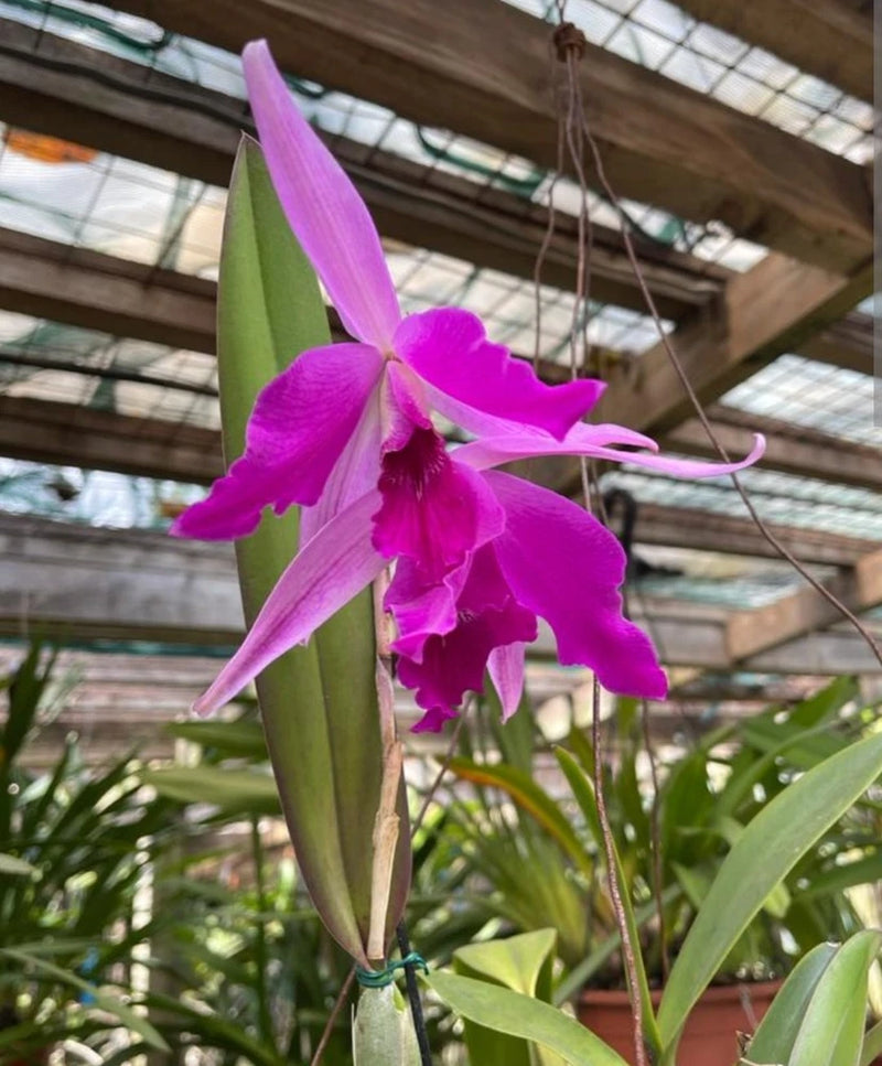 Live orchid houseplant with vibrant pink Cattleya-style blooms and long green leaves