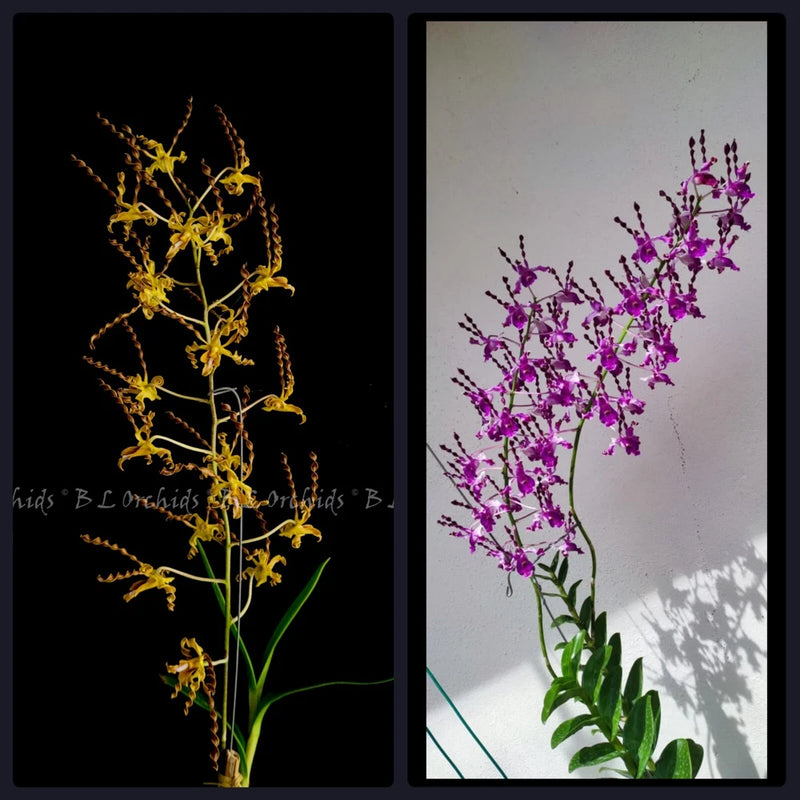 Twist and curls orchid stems with yellow and purple blossoms, green leaves