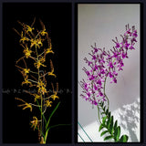 Dendrobium  BLO Twist and Curls Orchids