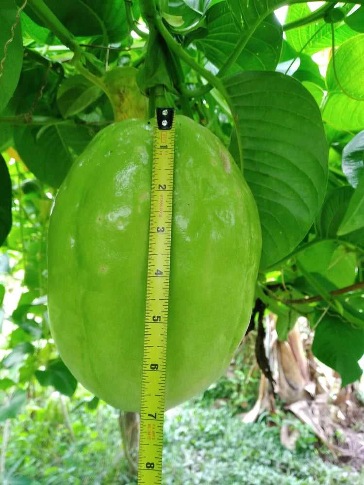 10 Seeds Giant Passionfruit, Giant Granadilla, Rare, Exotic, Delicious Fruit. Flowering Plants
