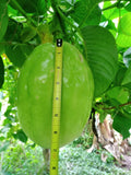 10 Seeds Giant Passionfruit, Giant Granadilla, Rare, Exotic, Delicious Fruit. Flowering Plants