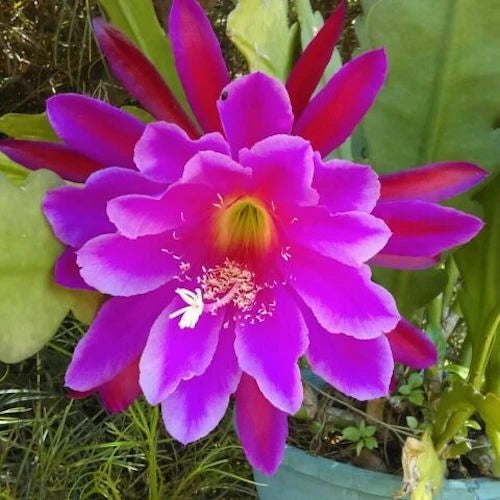 Epiphyllum orchid fresh cutting plant with large purple-pink bloom