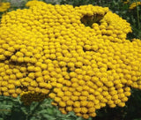 YARROW GOLD Achillea Filipendulina - 3,000 Bulk Seeds Flowering Plants