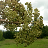 Angelica Seeds (Angelica archangelica) ~Herb Native Pollinator Attractor Garden Garden Plants