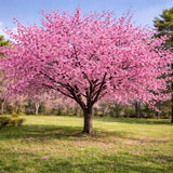 Live Okame Cherry Plant Ð 2.5" Pot Ð Early Spring Flowering Ornamental Tree Flowering Plants