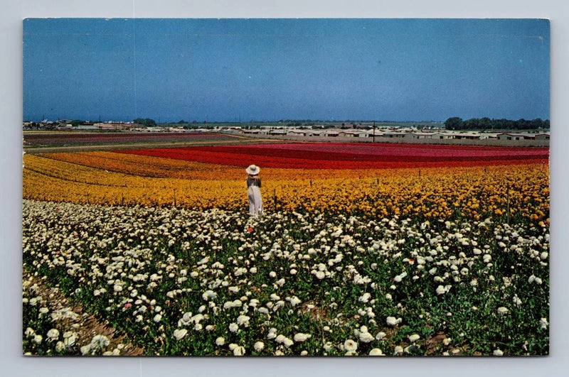Vintage California Postcard CARLSBAD Ranunculus Flower Fields 1960s Ranunculus
