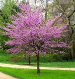 5 Eastern Redbud Tree Bare-root Flowering Plants