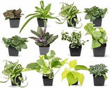 5 FAIRY GARDEN Plants Assorted Varieties in Starter Pots!!! Garden Plants