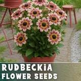 Golden Hour Rudbeckia Seeds 125+ Seeds Annual Flower Seeds Garden Garden Plants