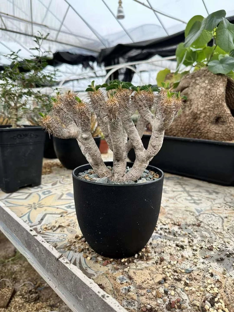 RareSucculent plant Euphorbia guillauminiana Garden plants width12-15M Garden Plants
