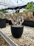 RareSucculent plant Euphorbia guillauminiana Garden plants width12-15M Garden Plants