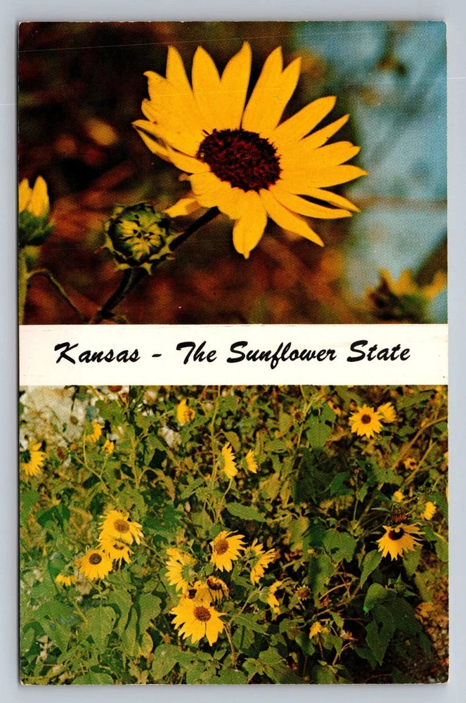 Kansas The Sunflower State Flower  Vintage Unposted Postcard Sunflower
