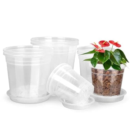 Clear plastic plant pots set with matching saucers and one pot holding a small plant