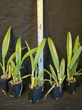 Gur. bowringiana 4N x Bc Morning Glory 4N blooming size brassavola orchid hybrid Orchids