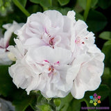 25+ Precision White Red Eye Ivy Leaf Geranium Seeds for Garden - FREE SHIPPING! Garden Plants