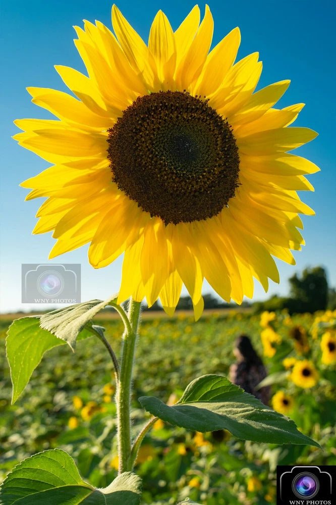 Sunflower wall art print with yellow flower and dark center, 12x18
