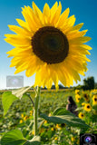 Sunflower Print 12x18 ***FREE SHIPPING*** Sunflower
