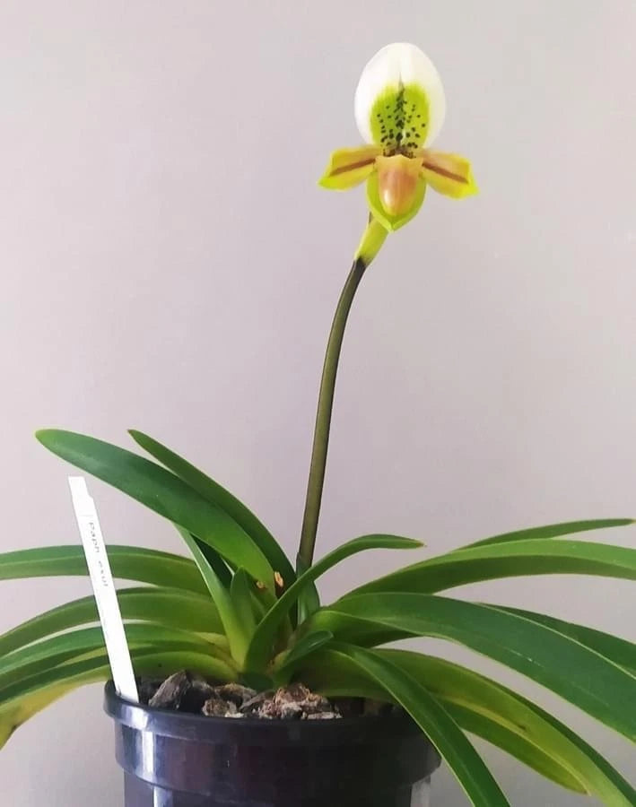 White and yellow orchid in dark pot with long green leaves