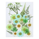 Dried Pressed Flowers Natural Leave Real Pressed Flowers Green Style Dried Flower