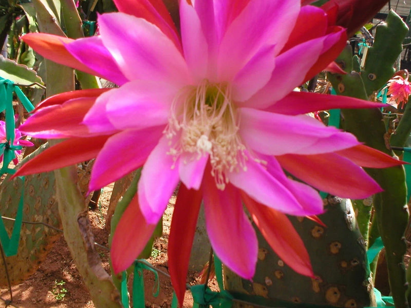 Pink orchid cactus flower in a patterned pot, close-up of large blooms and stems