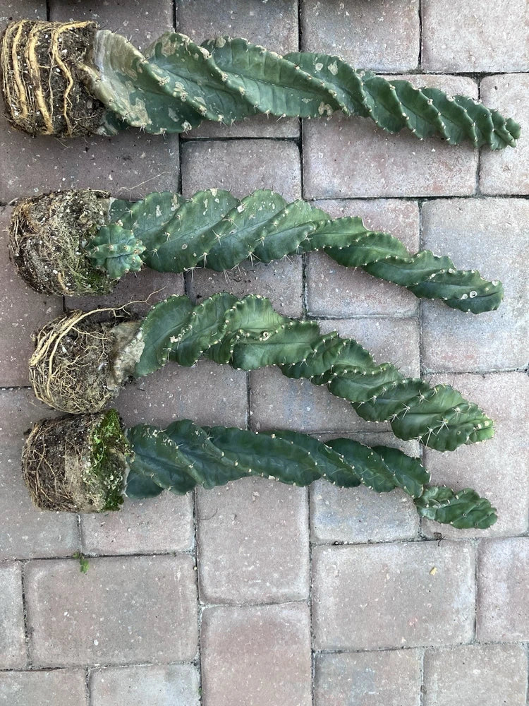 Set of four green spiral cactus plants with coiled stems and exposed roots.