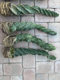 A Set Of  4 Spiral Cactus - SUMMER SALE Green Plant