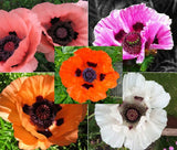 ORIENTAL POPPY MIXED COLORS Papaver Orientale - 1,000 Seeds Garden Plants