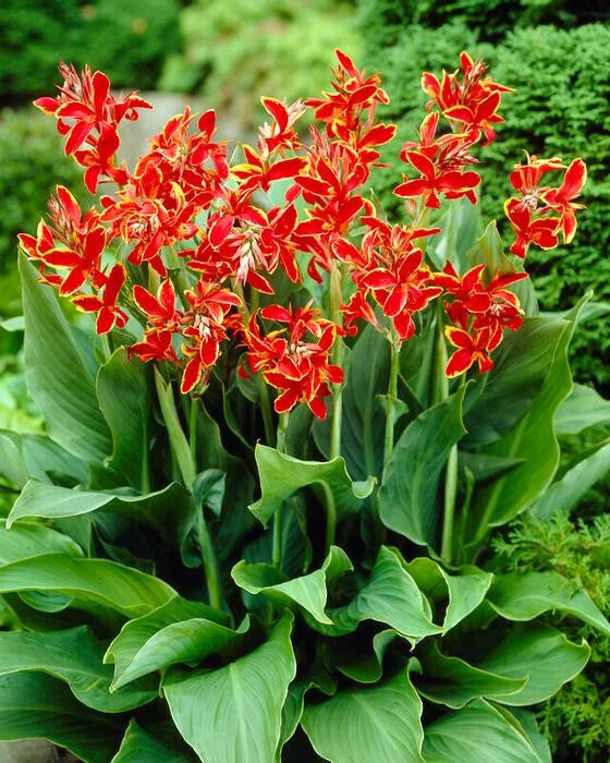 Lucifer Dwarf Canna Lily  Flower 28" Variety 2 Rhizomse Bulbs Flowering Plants