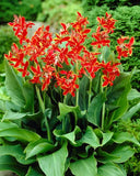 Lucifer Dwarf Canna Lily  Flower 28" Variety 2 Rhizomse Bulbs Flowering Plants