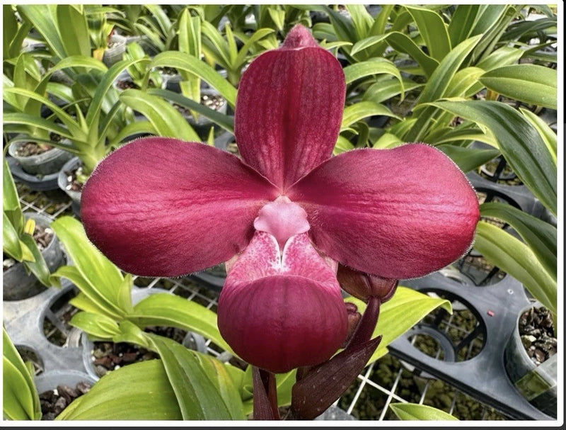 Large pink orchid flower with three petals and a central bud, in a pot