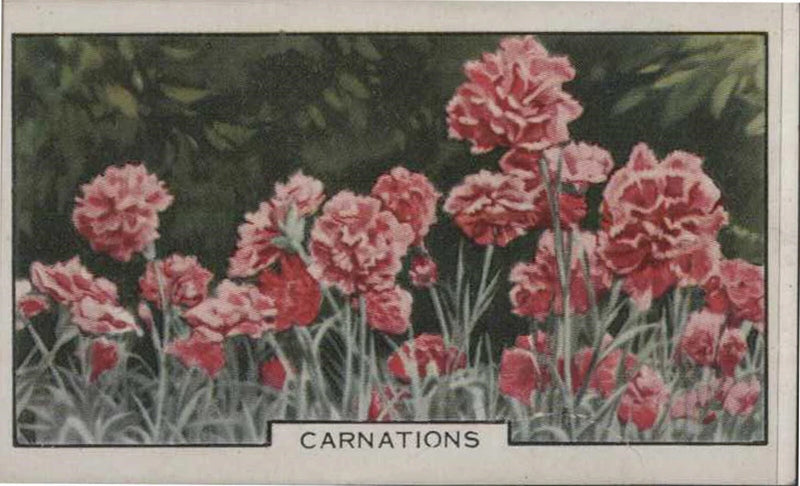 (F116-14) 1920 Great Britain Cigarette card (Park Drive) Carnation flowers (N) Carnation