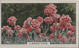 (F116-14) 1920 Great Britain Cigarette card (Park Drive) Carnation flowers (N) Carnation