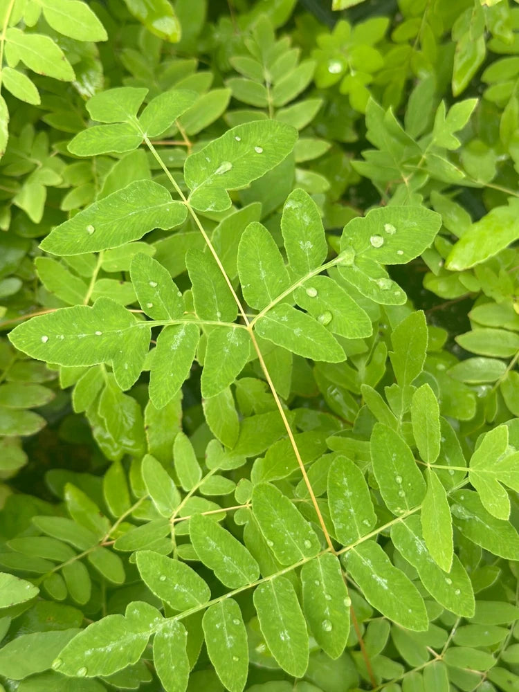 Bare-root | Royal Fern (Osmunda regalis) Green Plant