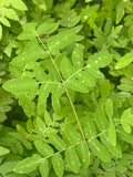 Bare-root | Royal Fern (Osmunda regalis) Green Plant
