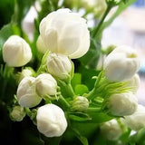 100+ Climbing Jasmine Flower Seeds Fragrant Plant for Planting Garden Home Four Garden Plants