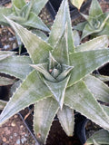 RareSucculent  Plant Dyckia zebra Garden DŽcor Boutique Garden Plants