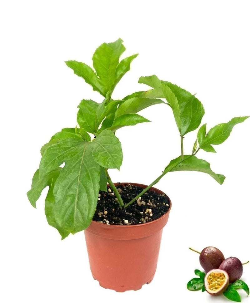 Live passion fruit plant in small terracotta grower pot with green leaves